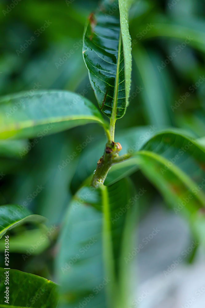 water droplet on green mango leaf