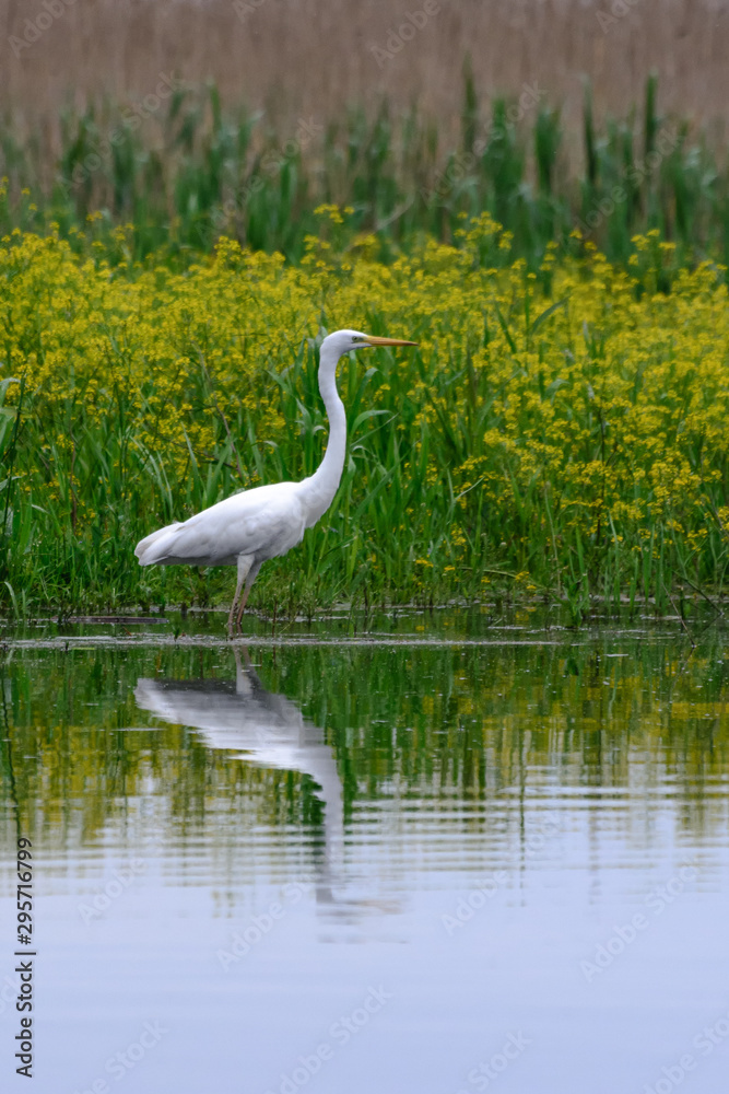 Obraz premium Danube Delta Dunarii Romania wildlife nature birds natural life white heron