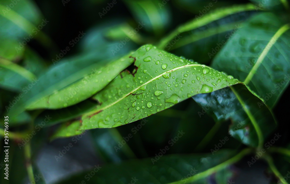 Close up of Mango leaves after morning rain.Green leaves with rain drops. Close up of Mango leaves after morning rain.Green leaves with rain drops.