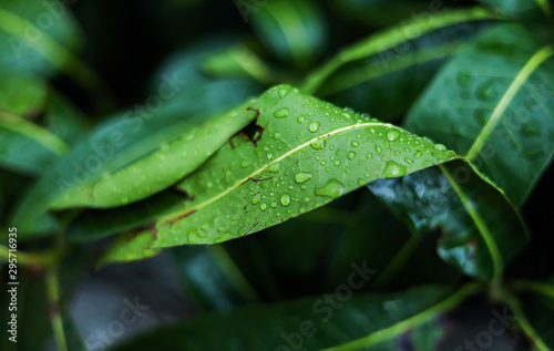 Close up of Mango leaves after morning rain.Green leaves with rain drops.