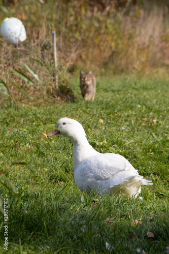 White domestic ducks walk on the green grass in the garden. Poultry