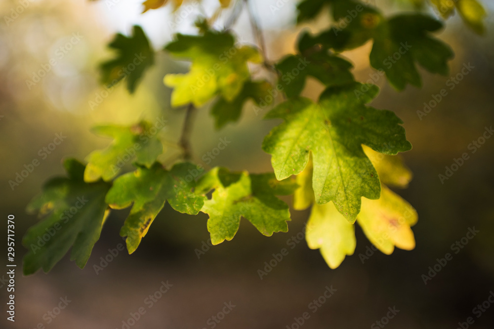 maple leaves on a background of blue sky maple leaves on a background of blue sky