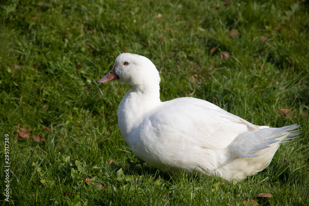 White domestic ducks walk on the green grass in the garden. Poultry White domestic ducks walk on the green grass in the garden. Poultry