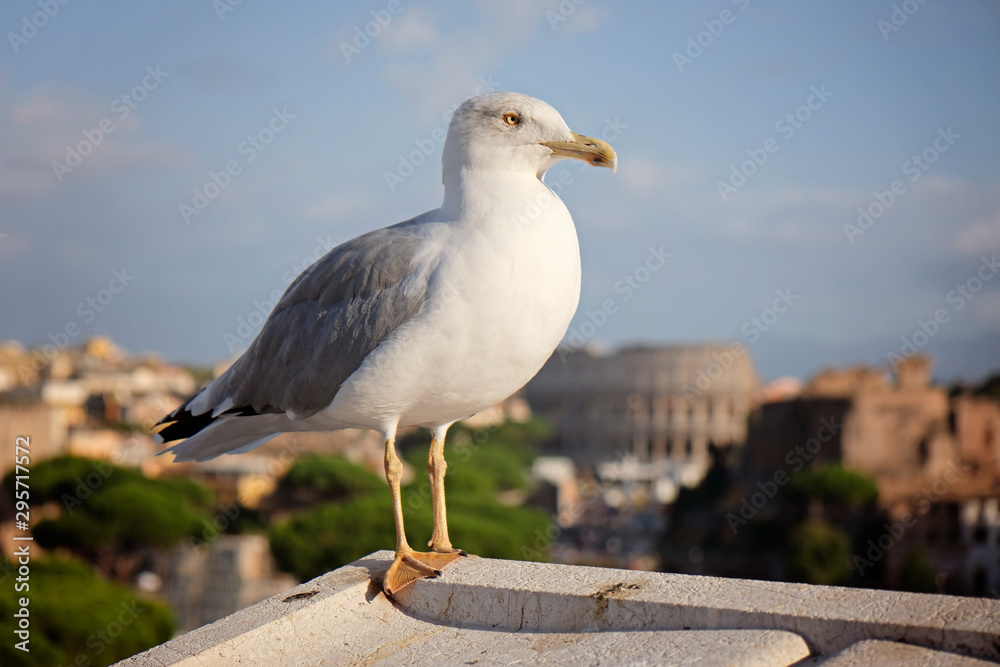 An adult common gull or Mew gull standing on a roof, Colosseum of Rome on the background An adult common gull or Mew gull standing on a roof, Colosseum of Rome on the background