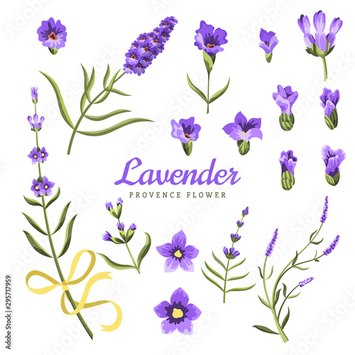 Set of lavender flowers elements. Collection of lavender flowers on a white background. Vector illustration bundle.