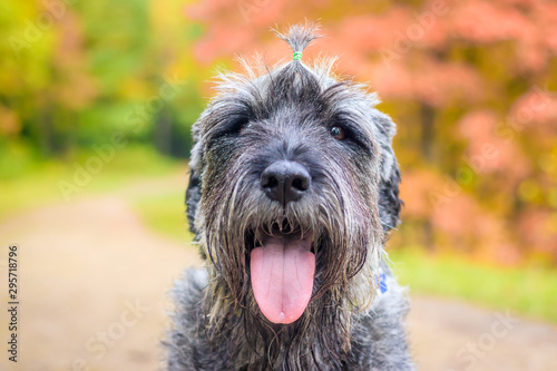 Miniature schnauzer dog for a walk in the autumn park. Dog with a haircut for a walk. . Dog on a walk.