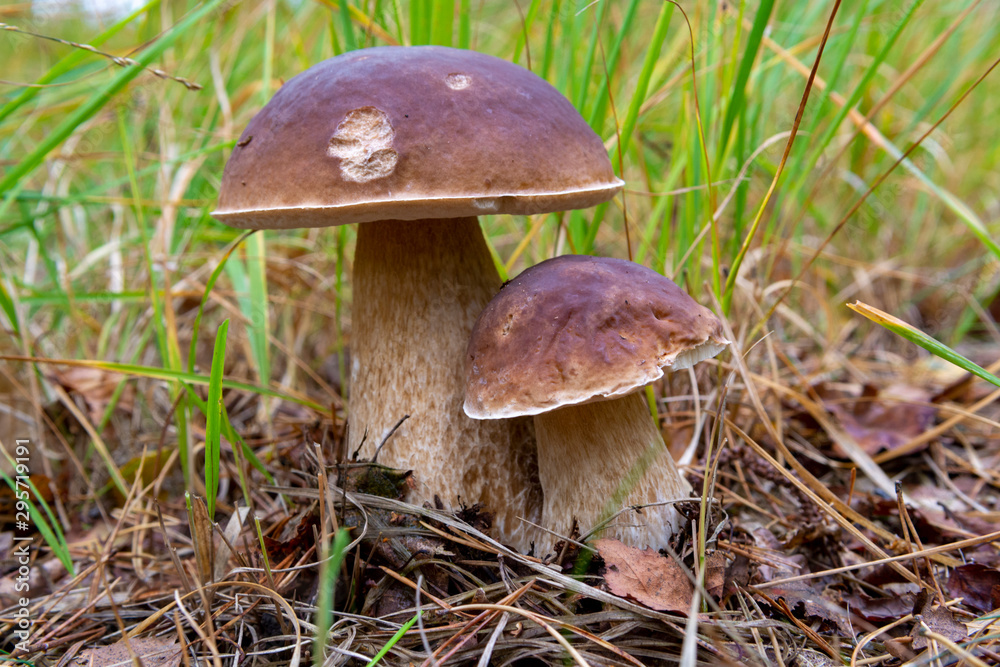 Edible forest mushroom Boletus Edulis or porcini fungus, tasty vegetarian food Edible forest mushroom Boletus Edulis or porcini fungus, tasty vegetarian food