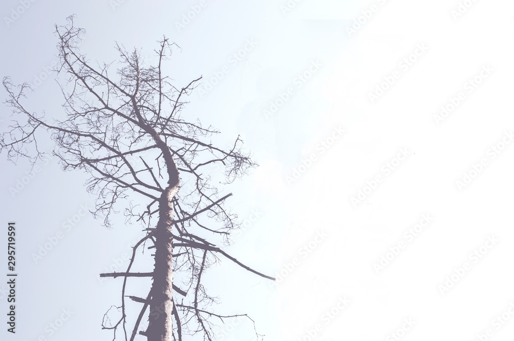 A gloomy silhouette of a dead pine tree with the background of the sky. The concept of environmental disaster, deforestation problems. Cold tinting, soft focus, copyspace.