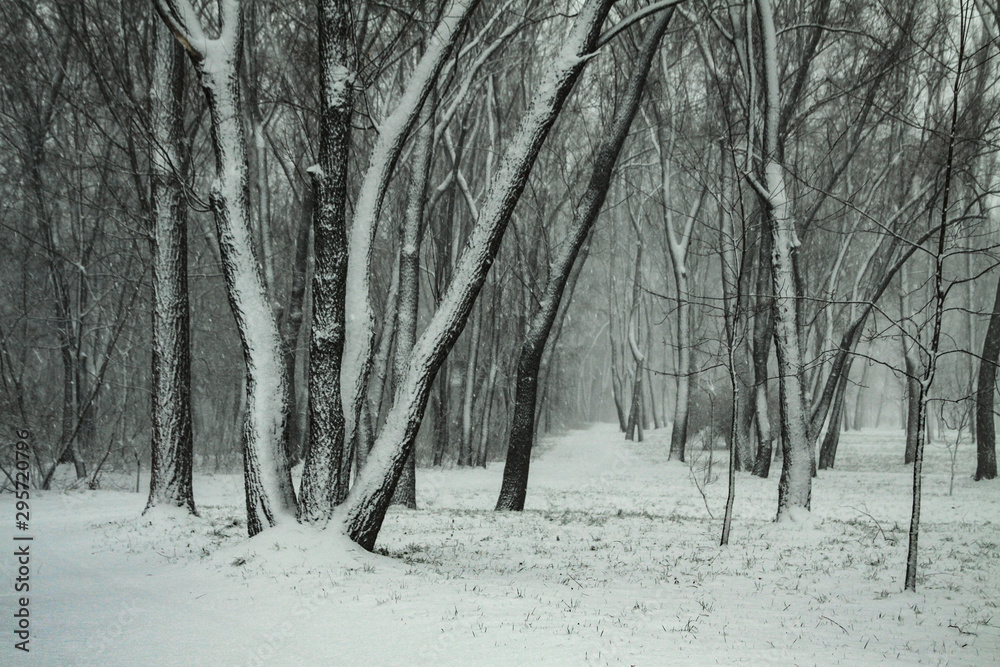 Obraz premium Beautiful winter landscape on a background of trees and forest. Christmas and New Year mood. Snowfall and the view as in a fairy tale