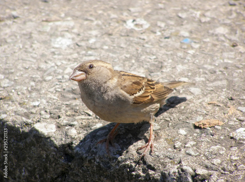 Female sparrow looking © NataliyaF