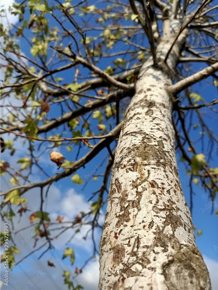 Fototapeta premium the tree that shed the leaves