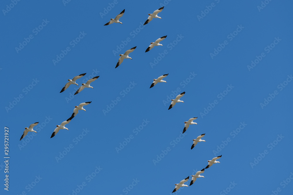 Fototapeta premium Snow gooses flying in blue sky in Canada, beautiful white birds during the migration 