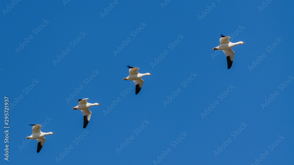 Snow gooses flying in blue sky in Canada, beautiful white birds during the migration 