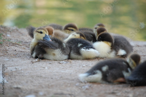 family of baby ducks