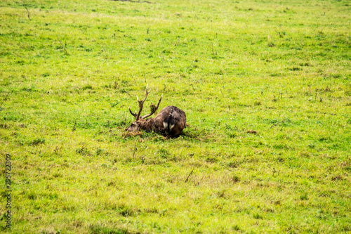 Ansicht eines Dybowski Hirsch (Cervus nippon hortulorum), sie ist eine Unterart des Sikahirsches (Cervus nippon) und zählt innerhalb der Familie der Hirsche (Cervidae) zur Gattung der Edelhirsche (Cer photo