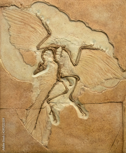 Fossil imprint of archaeopteryx showing bones and feathers. photo