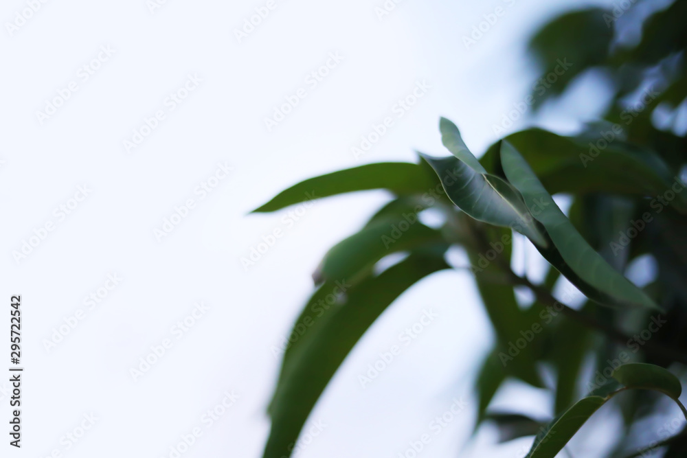Obraz premium Fresh green mangoes on a mango tree.