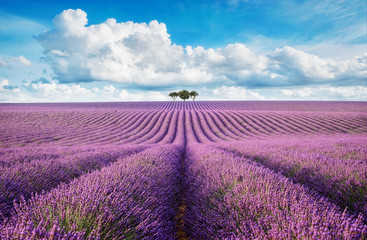 Gartenposter Blumen Lavendelfeld mit Baum mit bewölktem Himmel  © Vaceslav Romanov