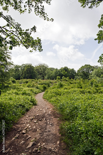 Worlebury, an Iron Age hillfort in Somerset, UK. This photograph was made in 2011 before much of the vegetation was cleared from the site.