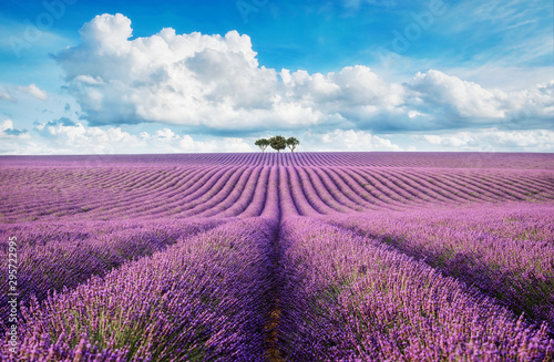 lavender field with tree with cloudy sky