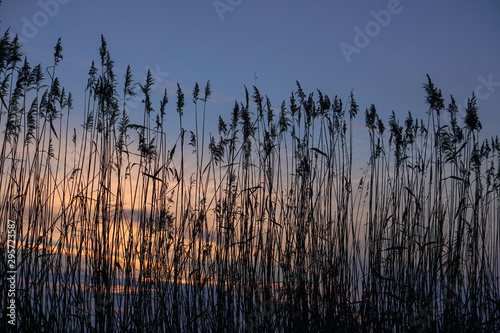 Bulrush on the lake at sunset. River landscape at sunrise. Graphic background