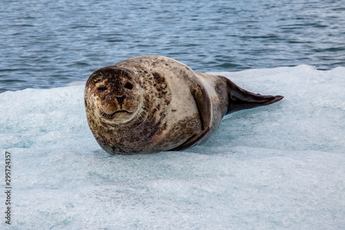 Ringed Seal in Jökulsárlón Glacial Lagoon