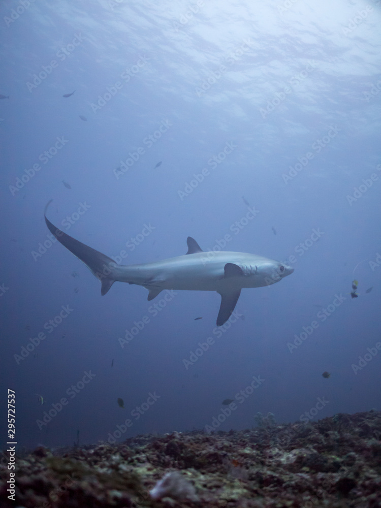 Obraz premium A thresher shark swims over the reef at dawn