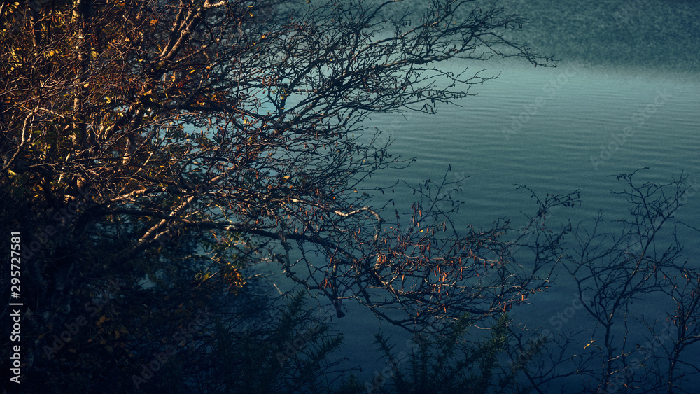 Blue lake through tree