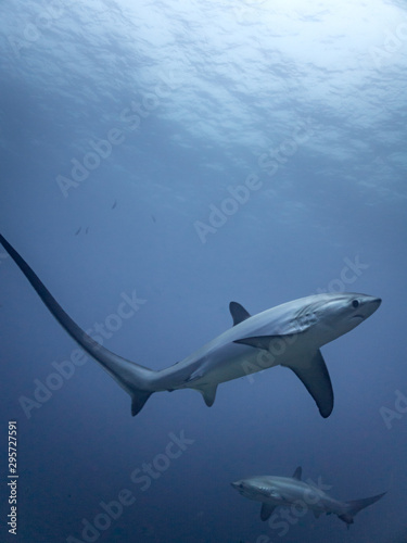 Two thresher sharks hunt for food in the early morning light photo