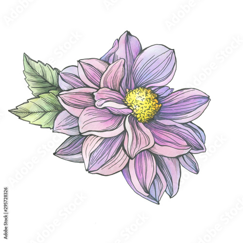   loseup pink Dahlia flower with leaves. Black outline illustration with watercolor hand drawn painting  isolated on white background.