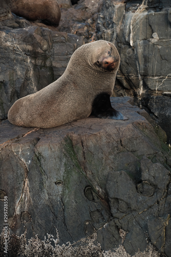 Fototapeta premium A lovely south american fur seals looking at camera on a rocky island