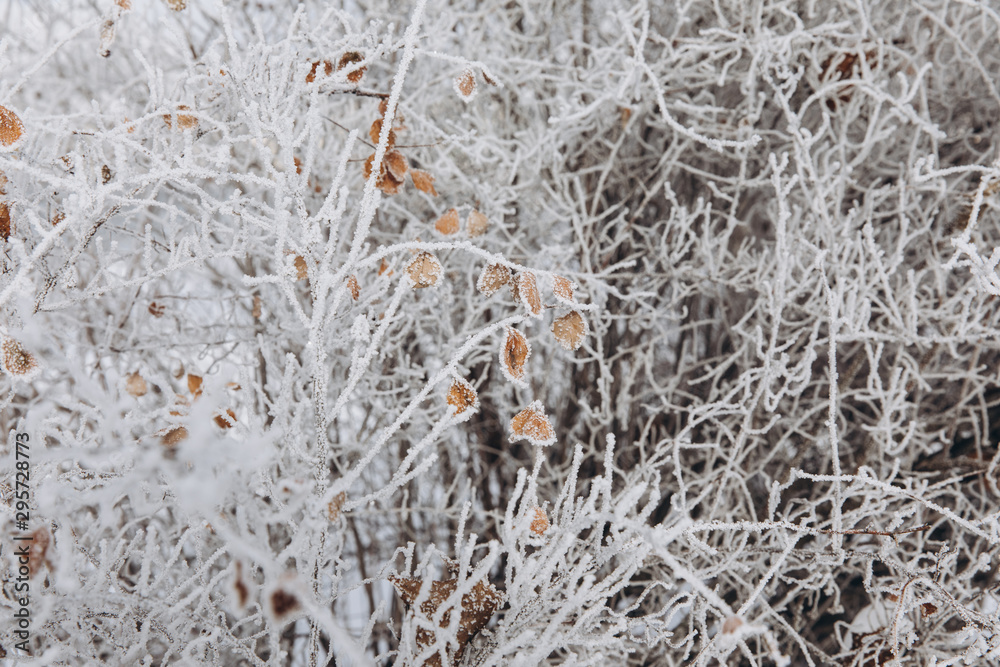Winter Background with snow branches tree leaves and snowflakes on background Holiday Christmas greeting card Winter Background with snow branches tree leaves and snowflakes on background Holiday Christmas greeting card