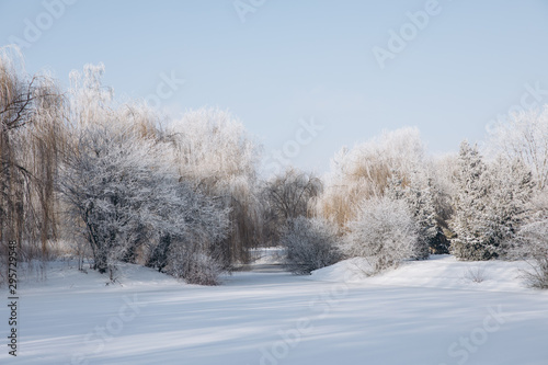 Winter park landscape in frosty and sunny day © anatoliycherkas