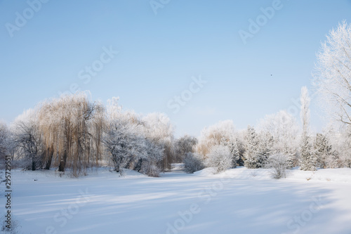 Winter park landscape in frosty and sunny day