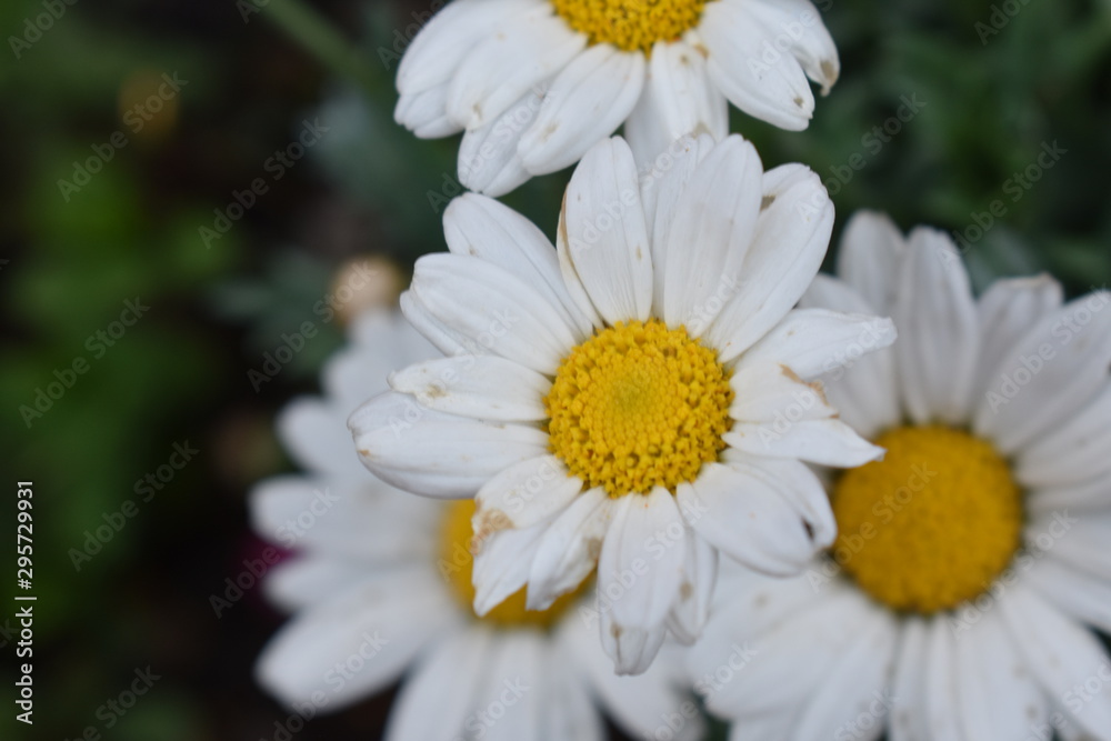 Fototapeta premium White Daisies in a Garden