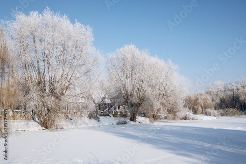 Winter park landscape in frosty and sunny day