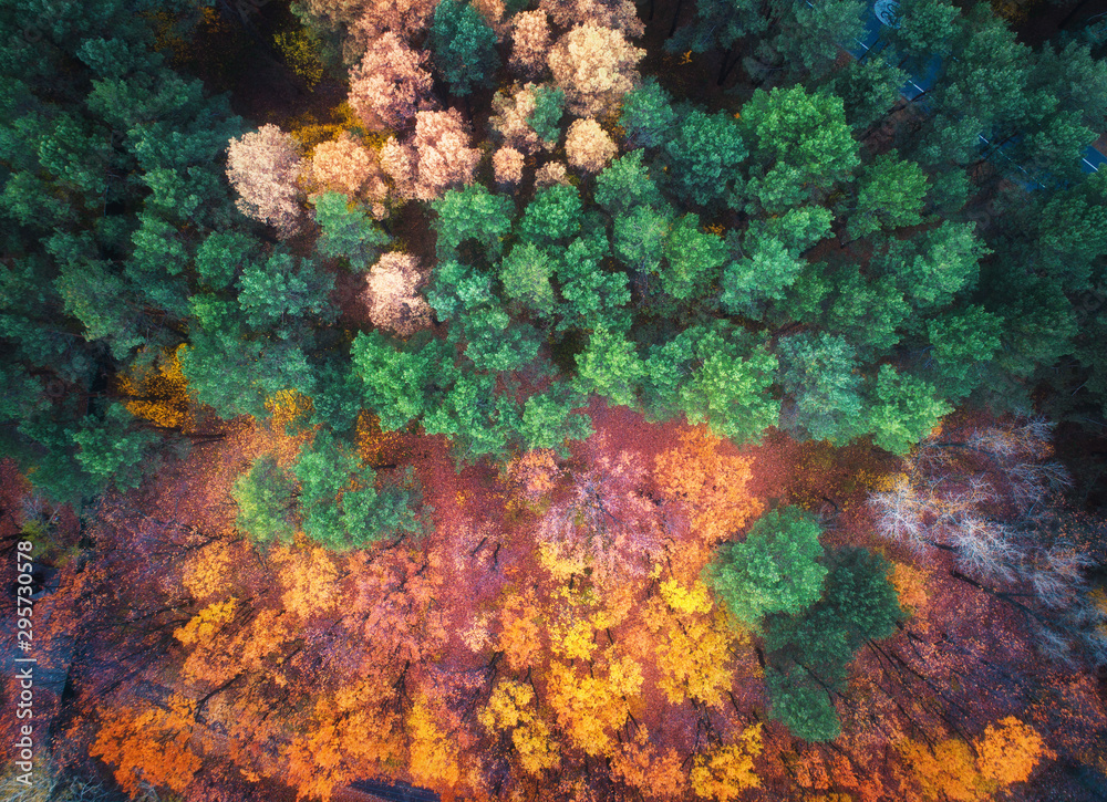 Aerial view of beautiful autumn forest at sunset. Colorful landscape with multicolored trees with green, red, orange and yellow leaves. Park in fall. Top view. Autumn colors. Forest from above. Nature