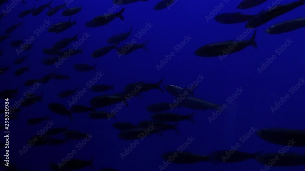 large group of fish swimming together large group of fish swimming together