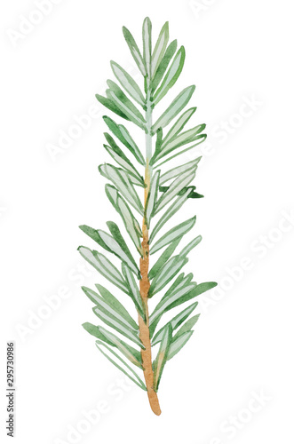Watercolor sprig of rosemary. Composition on a white background, for design decisions on the theme of vegetables and cooking
