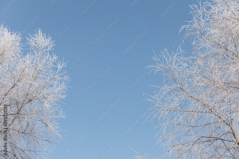 Branches of snowy trees on blue sky background.