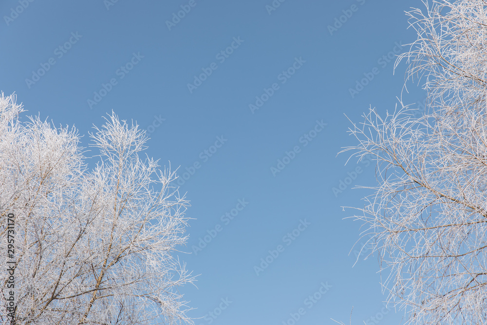 Branches of snowy trees on blue sky background. Branches of snowy trees on blue sky background.