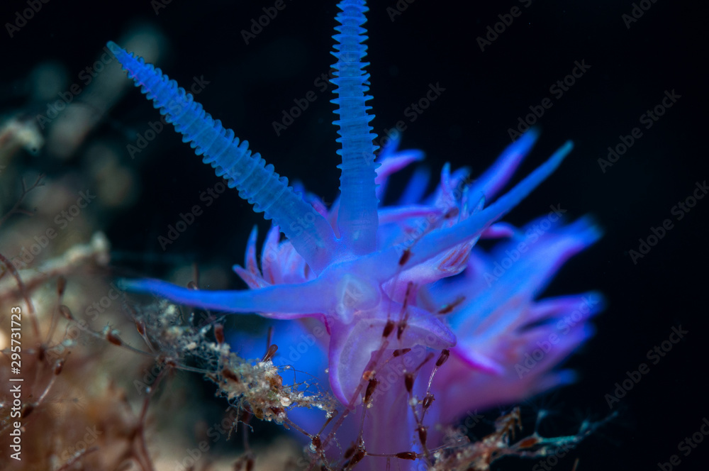 Fototapeta premium A small snail is looking for food