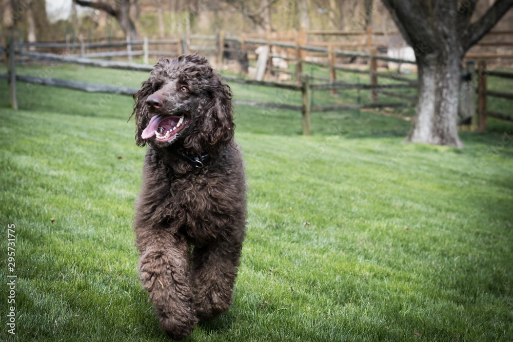 Fototapeta premium Large Brown Poodle Running with Tongue Hanging Out