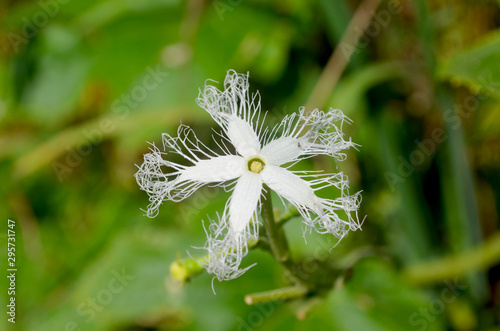 Exotic tropical white flower of snake gourd or serpent cucumber (trichosanthes cucumerina)