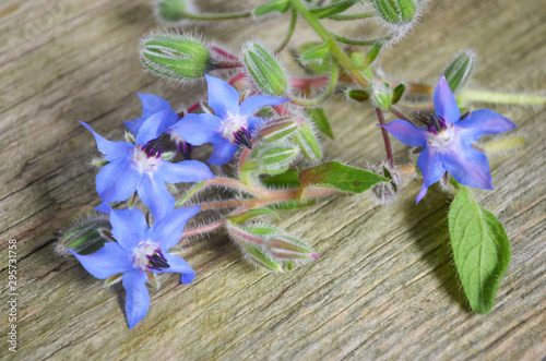 Borage (borago) flowers on wooden background. Beautiful blue blossom and edible herb