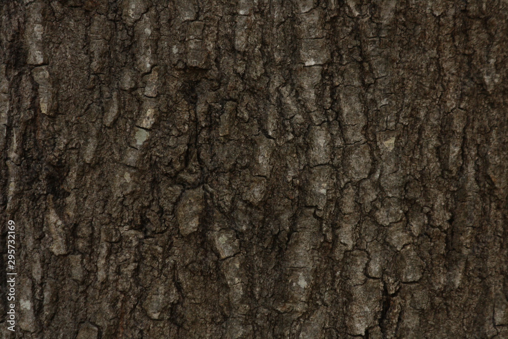 oak tree wood texture oak tree wood texture