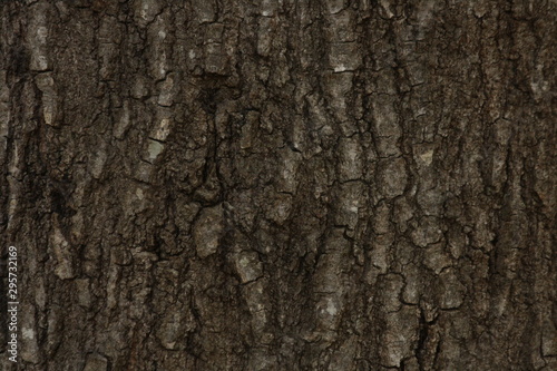 oak tree wood texture
