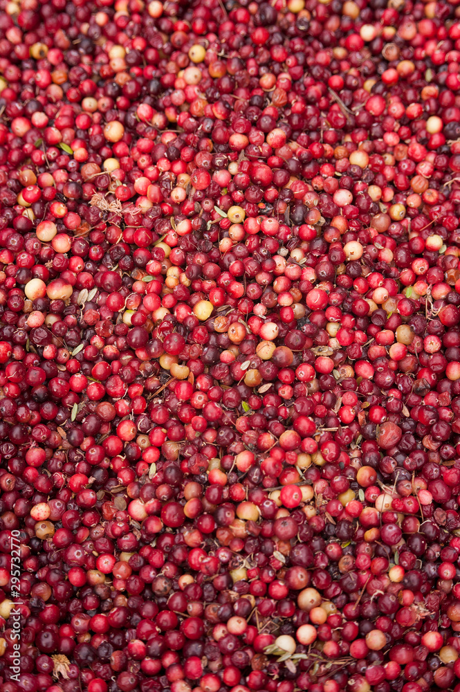 freshly picked red ripe cranberries from a swamp lies in a container freshly picked red ripe cranberries from a swamp lies in a container