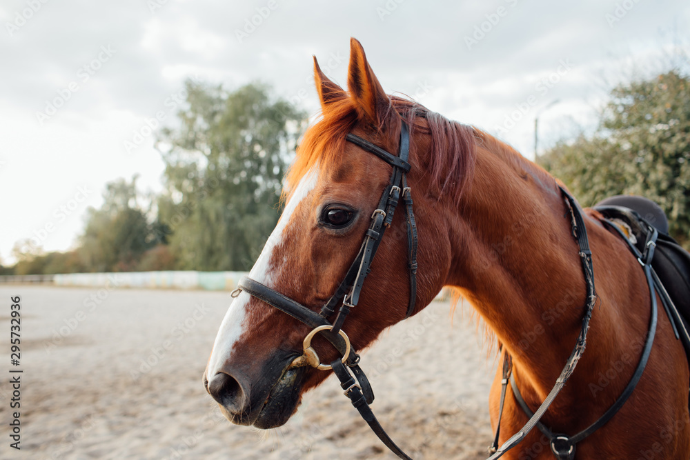 Horse on ranch. Portrait of a brown horse Horse on ranch. Portrait of a brown horse