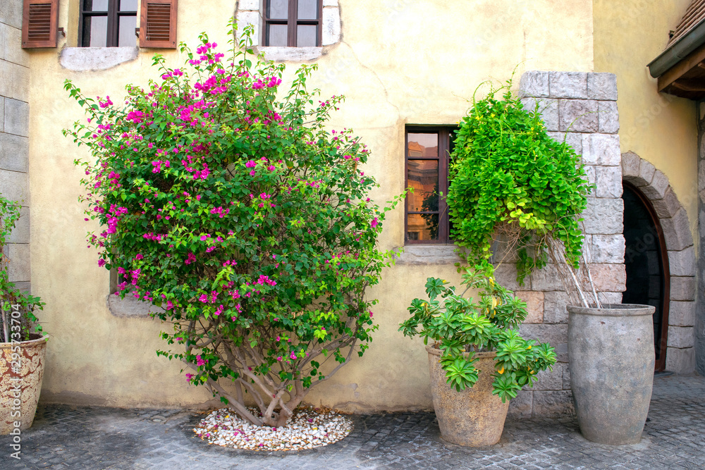 Fototapeta premium Big green plants in stone pots next to old european style buildings. Middle East decorative pots with thees and flowers